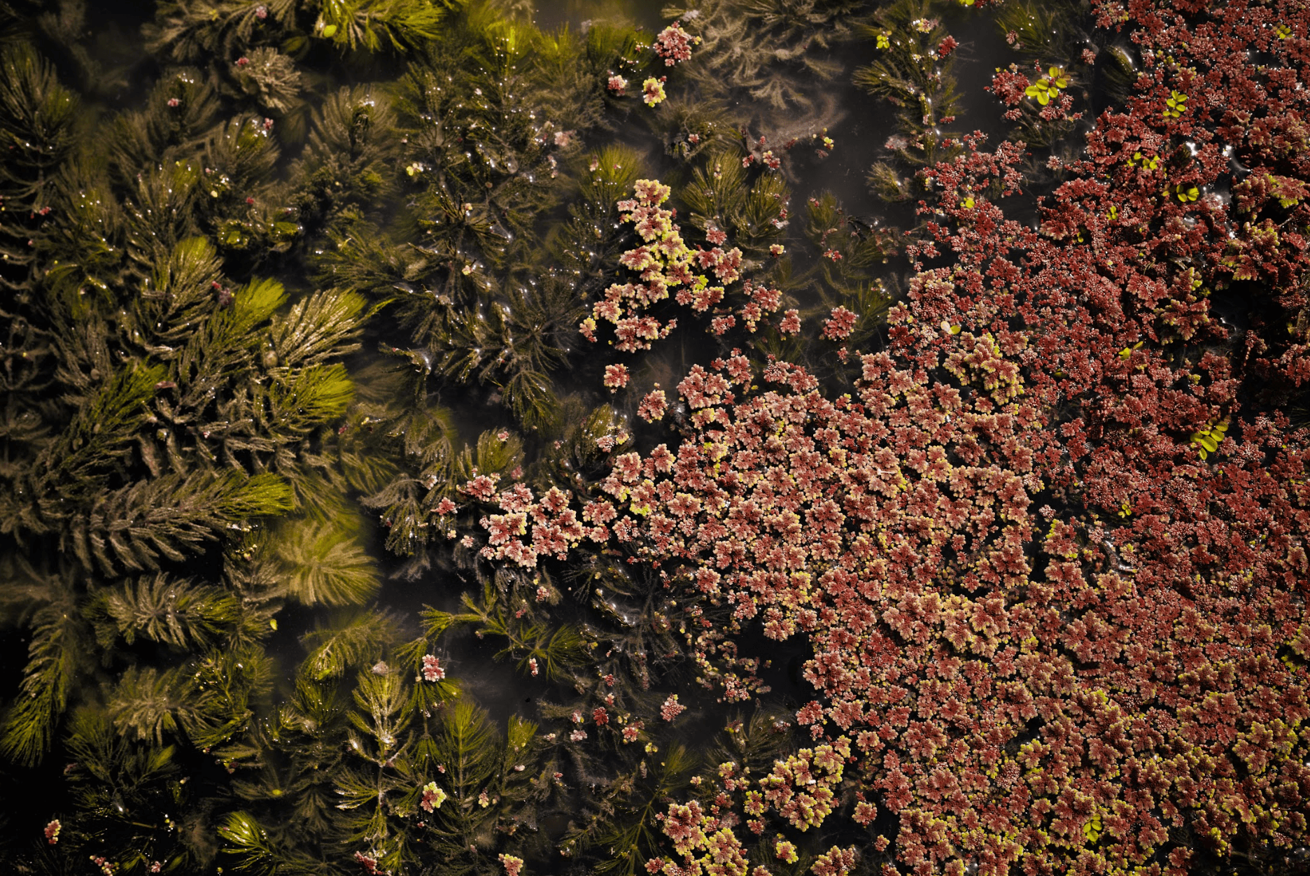 EMERGENCY PRINT SALE 2022 - ISHKAR