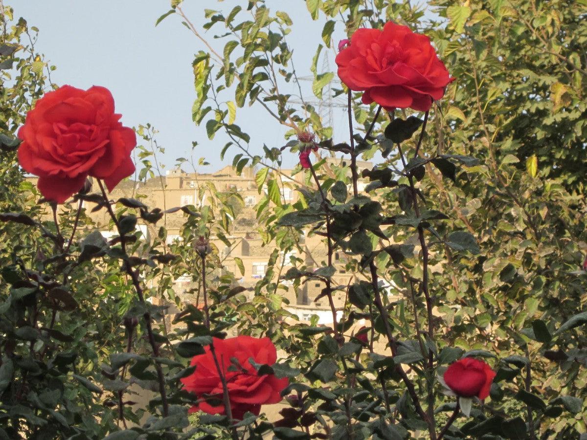 The Danger of the Single Story - ISHKAR