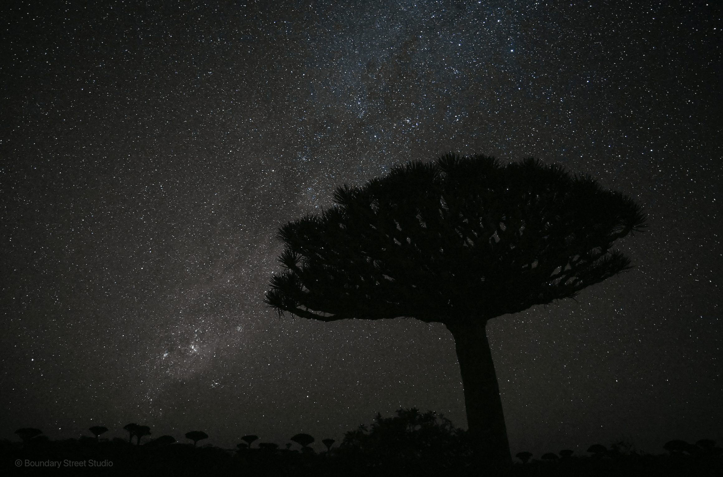 Discovering Socotra: one frame at a time - ISHKAR