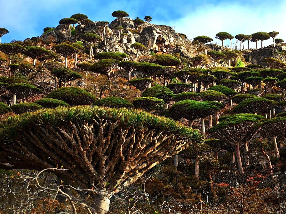 Soqotra: The Evolution of an Alien Island - ISHKAR