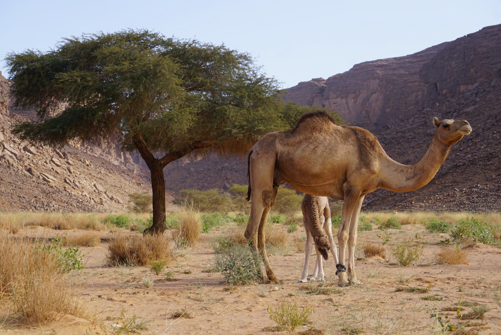 Algeria: Civilisations, Culture & Desert Dunes