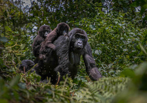 The Democratic Republic of Congo: The Land of Birdsong - ISHKAR