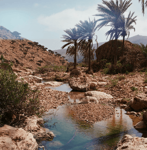 Bespoke trip to the Yemeni Island of Socotra - ISHKAR