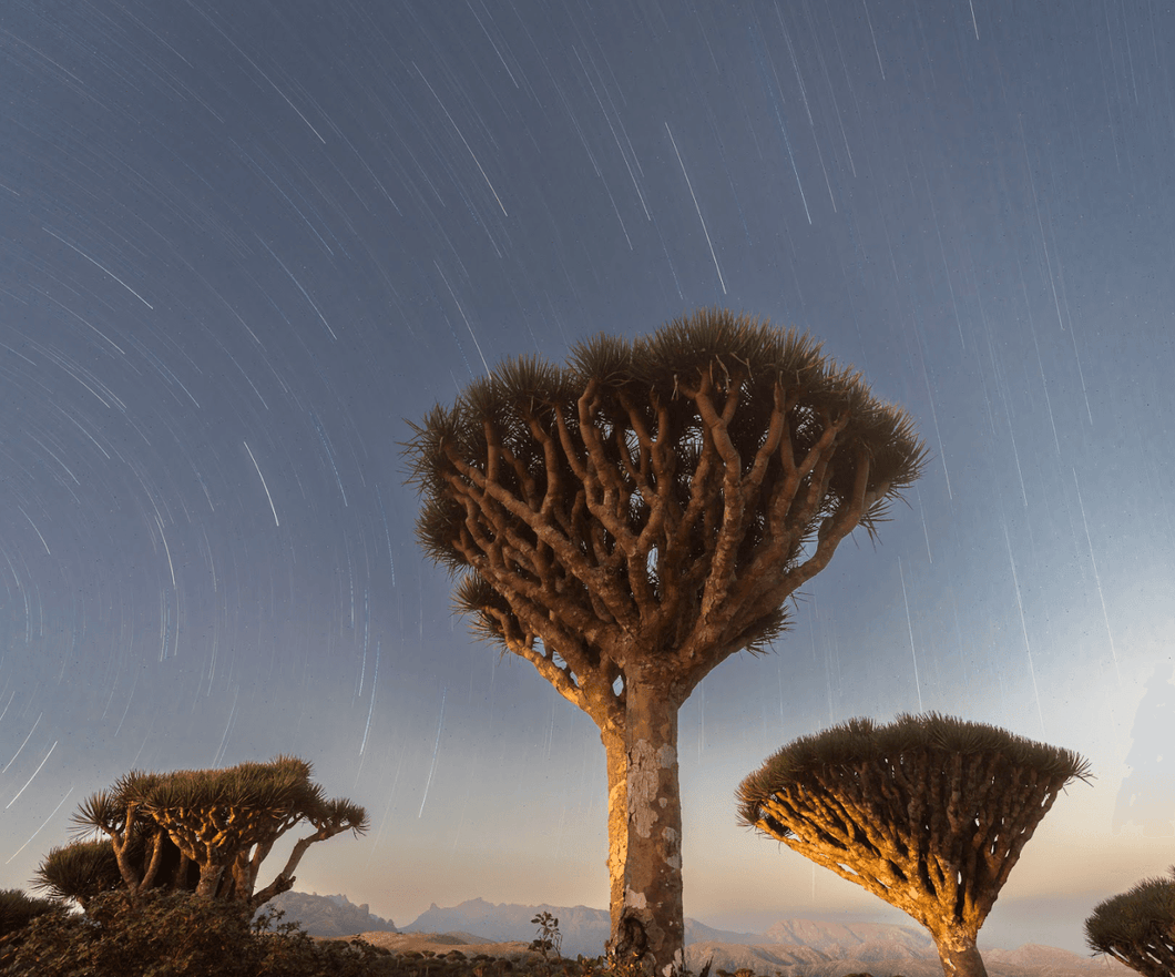 Bespoke trip to the Yemeni Island of Socotra - ISHKAR