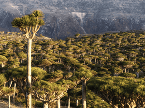 Bespoke trip to the Yemeni Island of Socotra - ISHKAR