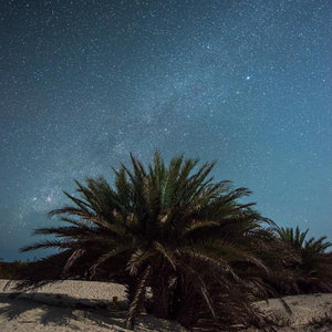 Socotra: The Isle of Flora and Fauna - ISHKAR