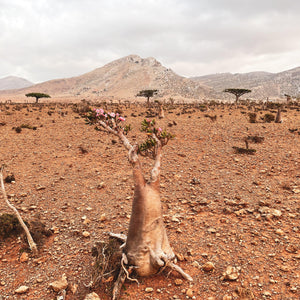 Socotra: The Isle of Flora and Fauna - ISHKAR