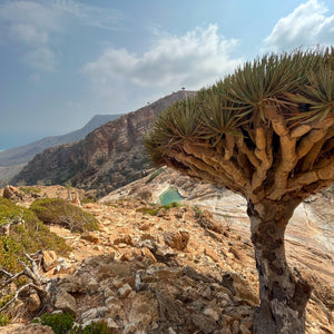 Socotra: The Isle of Flora and Fauna - ISHKAR