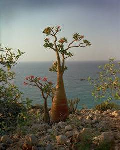 Socotra x Simon Norfolk: The Isle of Flora & Fauna - ISHKAR