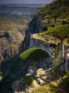 Socotra x Simon Norfolk: The Isle of Flora & Fauna - ISHKAR