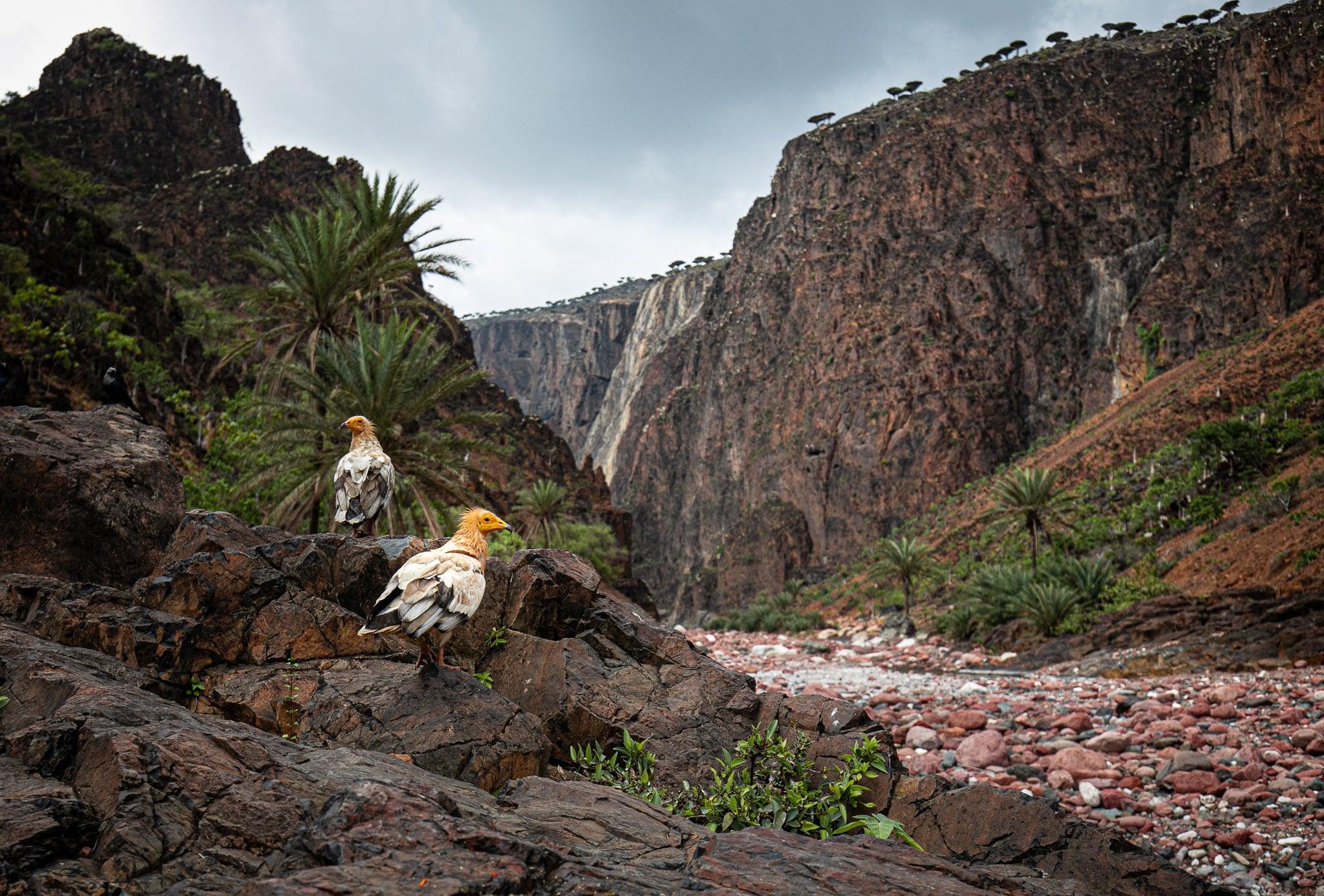 Socotra : On foot and by boat - ISHKAR