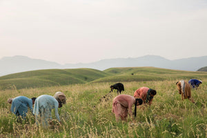 Workers tend to plants - ISHKAR