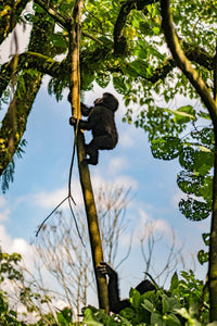 Mama & baby gorilla, Virunga National Park.  Photographer: Michael Christopher Brown