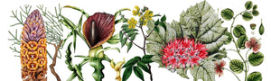 Herbal of Iraq - ISHKAR